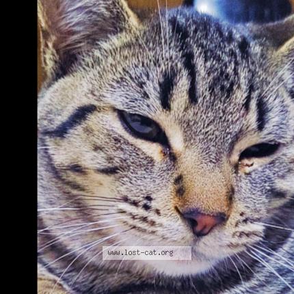 Foto 1/1 Tiny Tiger Woods Chat perdido en Lancaster