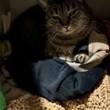 Foto del gato perdido en Saint Genis Laval