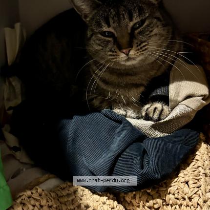 Foto 1/1 Billie Chat perdido en Saint genis laval