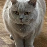 Foto del gato perdido en Clamart