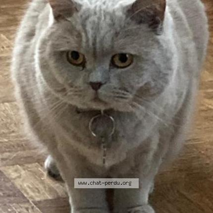 Foto 1/1 Poupy Chat perdido en Clamart