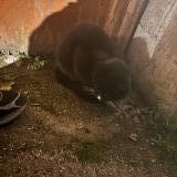 Foto de gato encontrado en Provins