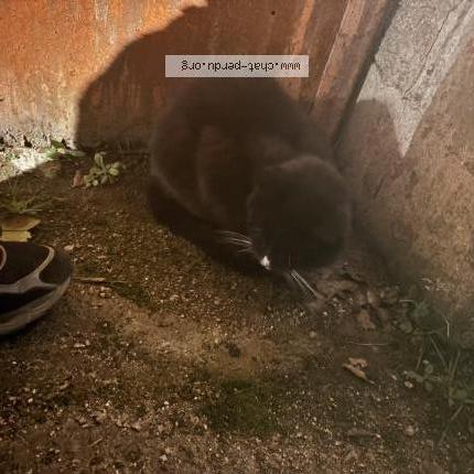 Foto 1/1 Gato encontrado Encontrado en Provins