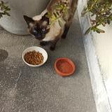 Foto de gato encontrado en Egly