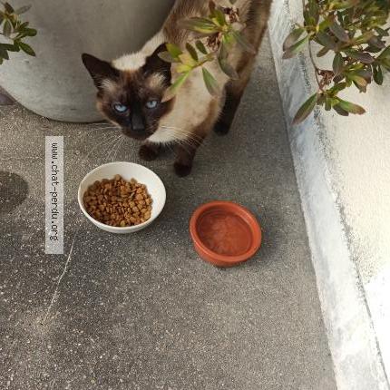 Foto 1/2 Gato encontrado Encontrado en Egly