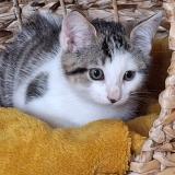 Foto del gato perdido en Rives Du Loir En Anjou