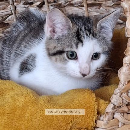 Foto 1/1 Mia Chat perdido en Rives du loir en anjou