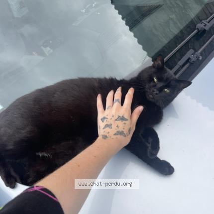 Foto 1/1 Batman Chat perdido en Saint pierre du chemin
