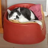 Foto del gato perdido en Le Fay