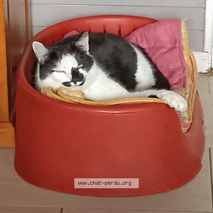 Foto 1/1 Sky surnomm&eacute; Louloutte Chat perdido en Le fay