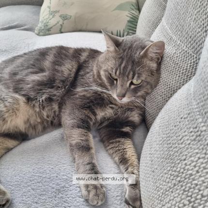 Foto 1/1 Aslan Chat perdido en Lentilly