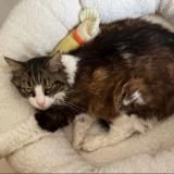 Foto del gato perdido en Pins Justaret