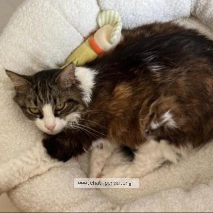 Foto 1/1 Minette Chat perdido en Pins justaret