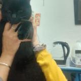 Foto del gato perdido en 41130 Selles Sur Cher