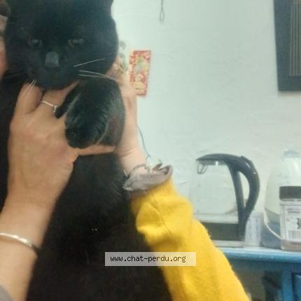 Foto 1/1 Nathalie Peltier Chat perdido en 41130 selles sur cher