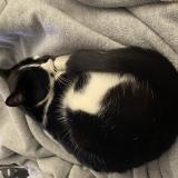 Foto del gato perdido en Blois