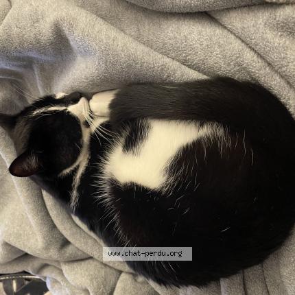 Foto 1/1 CHOCO Chat perdido en Blois