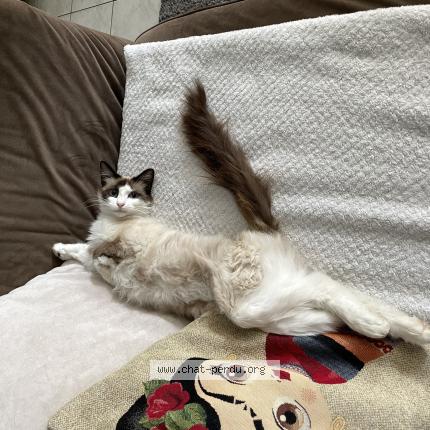 Foto 1/1 MIA Chat perdido en Genac bignac