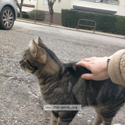 Foto 1/2 Gato encontrado Encontrado en Aix en provence