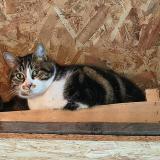 Foto del gato perdido en Canejan