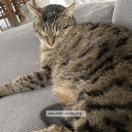 Foto 1/1 Ulysse Chat perdido en Lancie
