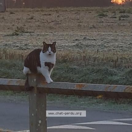 Foto 1/2 Moustique. Chat perdido en Commes