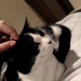 Foto del gato perdido en Champigny En Beauce