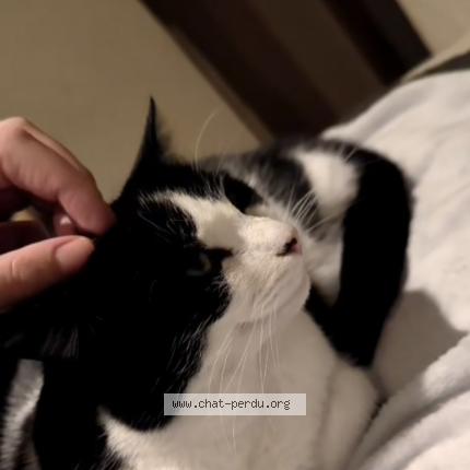 Foto 1/1 R&ecirc;ve Chat perdido en Champigny en beauce