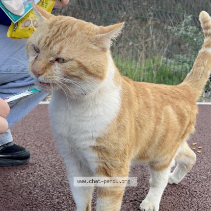 Foto 1/1 Gato encontrado Encontrado en Bezons