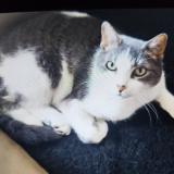 Foto del gato perdido en Beaumont Les Valence