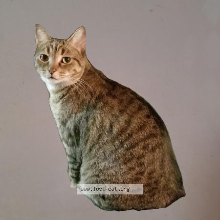 Foto 1/1 Sasha Chat perdido en Pasadena