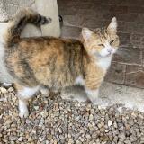 Foto de gato encontrado en Persac