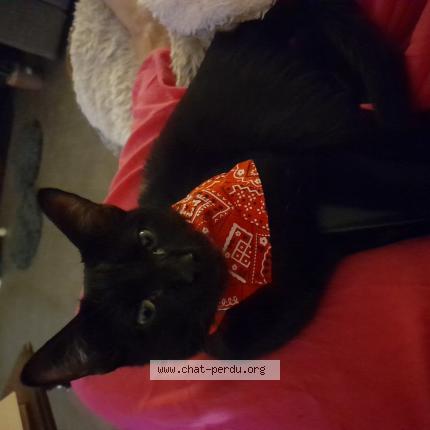 Foto 1/1 POLYCARPE RAPHAELLE Chat perdido en Boucau