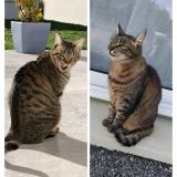 Foto del gato perdido en Garchizy Les Reveriens