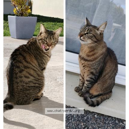 Foto 1/1 Corail Chat perdido en Garchizy les reveriens