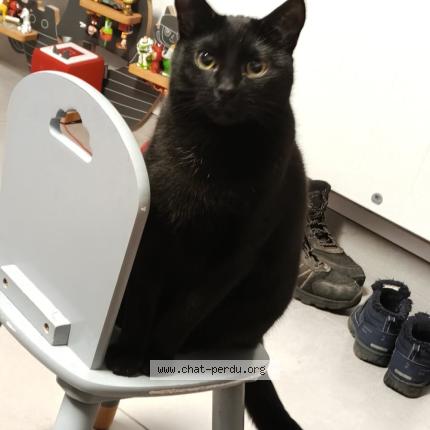 Foto 1/1 Salem Chat perdido en Cambrai