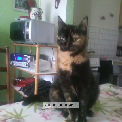 Foto 1/1 Chapi Chat perdido en Cambrai