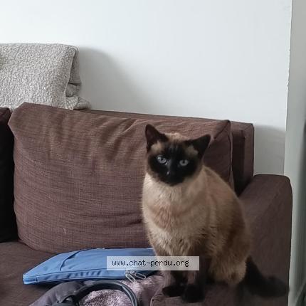 Foto 1/1 Flocon Chat perdido en Le havre