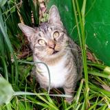 Foto del gato perdido en San Ramon