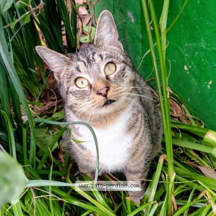 Foto 1/1 Ni&ntilde;a Chat perdido en San ramon