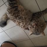 Foto del gato perdido en St Macaire En Mauges