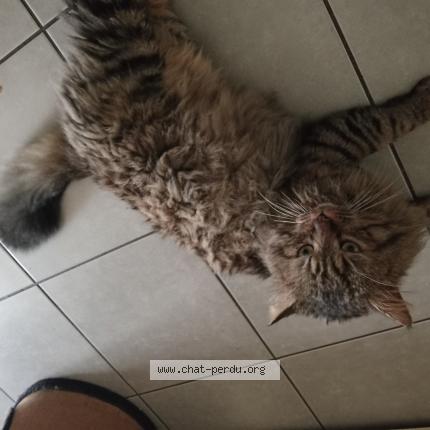 Foto 1/1 Twist Chat perdido en St macaire en mauges