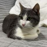 Foto de gato encontrado en Saint Jean De Monts