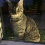 Foto de gato encontrado en Villeurbanne