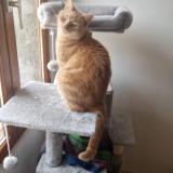 Foto del gato perdido en Saint Valerien