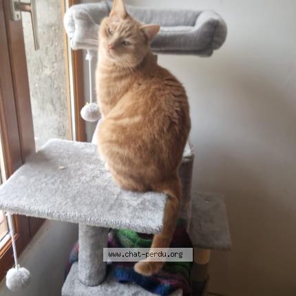 Foto 1/1 Boo Chat perdido en Saint valerien