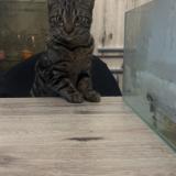 Foto del gato perdido en Grace Hollogne