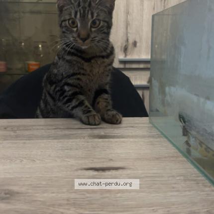 Foto 1/1 Maya Chat perdido en Grace hollogne