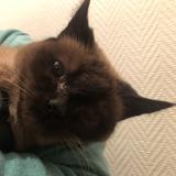 Foto del gato perdido en Noyal Chatilon Sur Seiche