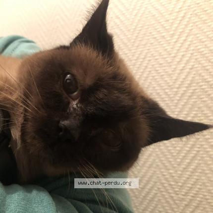 Foto 1/1 Cassis Chat perdido en Noyal chatilon sur seiche